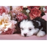 Щенок Пазл, 104 элемента Серия: Animal collection инфо 441n.